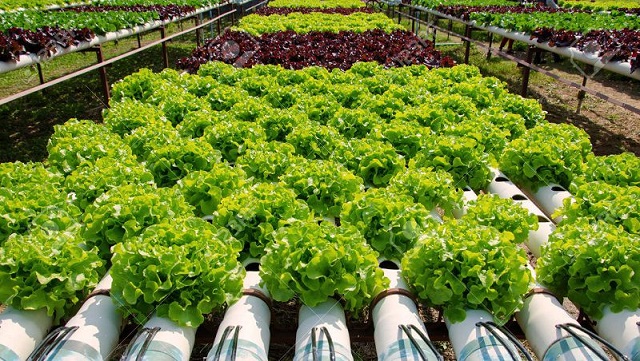 Ưu nhược điểm của hệ thống khí canh trồng rau sạch  Ngành Công Nghệ Sinh  Học
